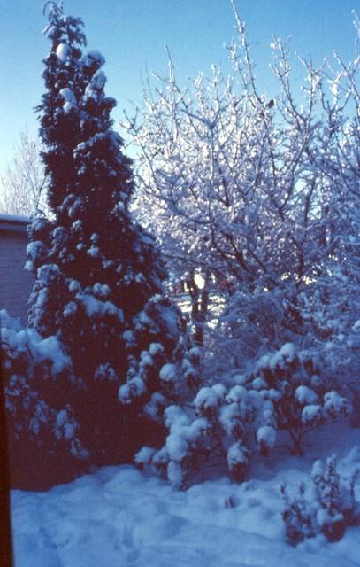 achtertuin sneeuw