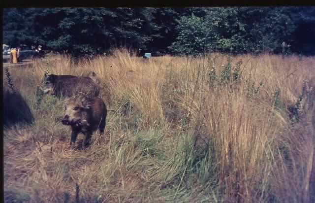 Hoge Veluwe