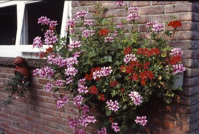 Geraniums