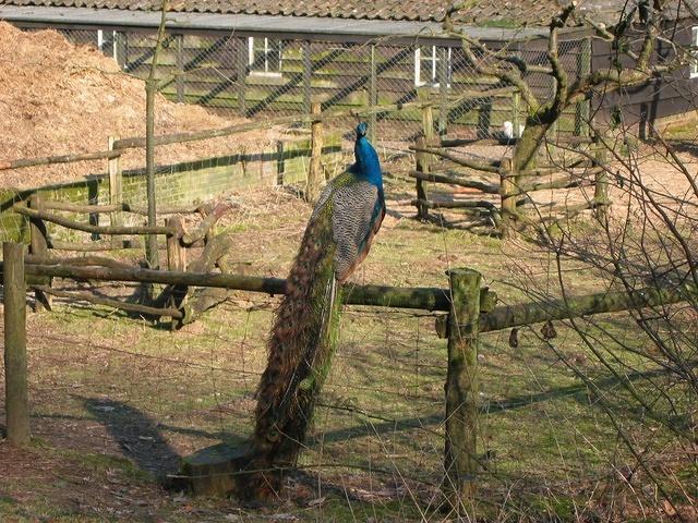 A beautiful peacock taking a sun bath