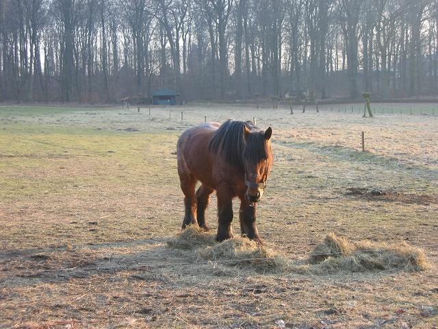 A retired horse...