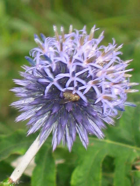 Echinops adenocaulus