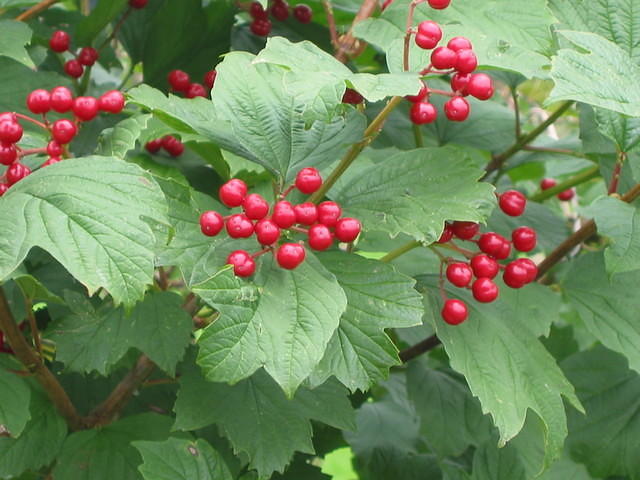 Viburnum opulus (Gelderse roos)