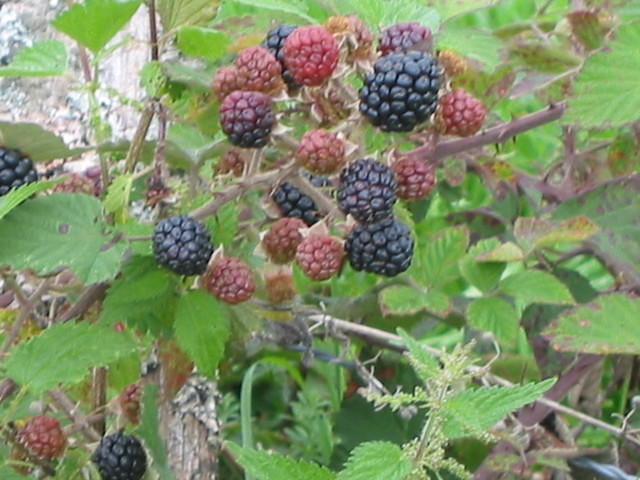 Rubus frutiosus(Bosbraam)