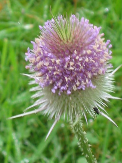 Dipsacus sylvetris (wilde kaardebol)