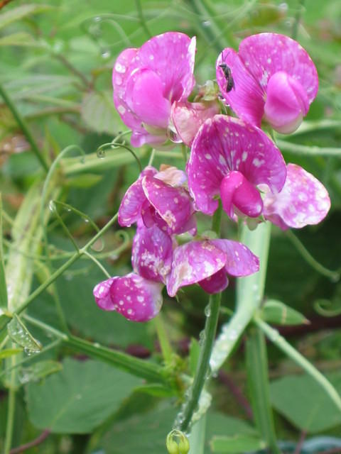 Lathyrus tuberosus (aardakker)Beschermde plant