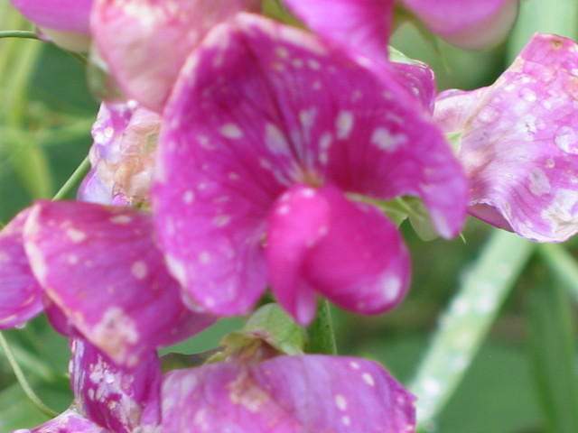 Lathyrus tuberosus (aardakker)