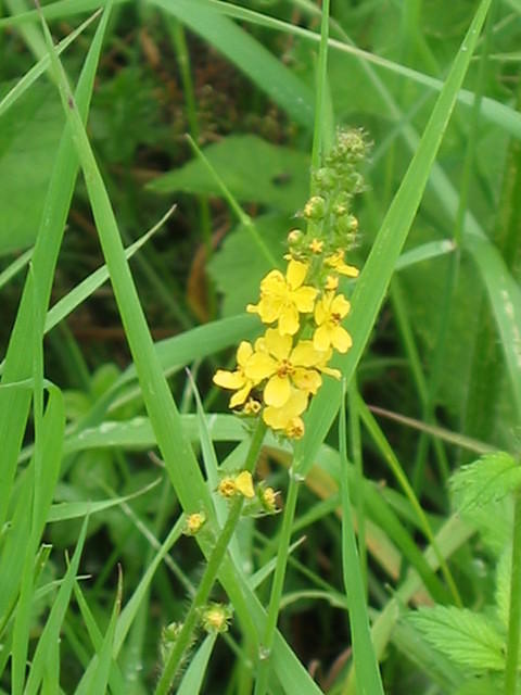 Agrimonia eupatoria (gewone agrimonie)