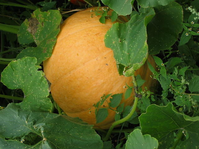 Pumpkin