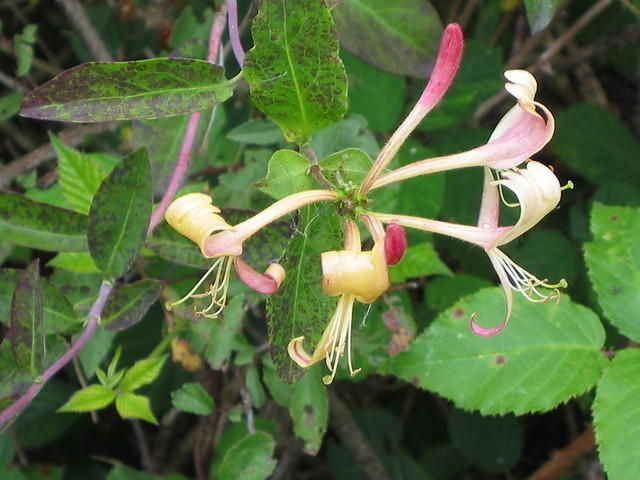 Lonicera periclymenum (wilde kamerfoelie)