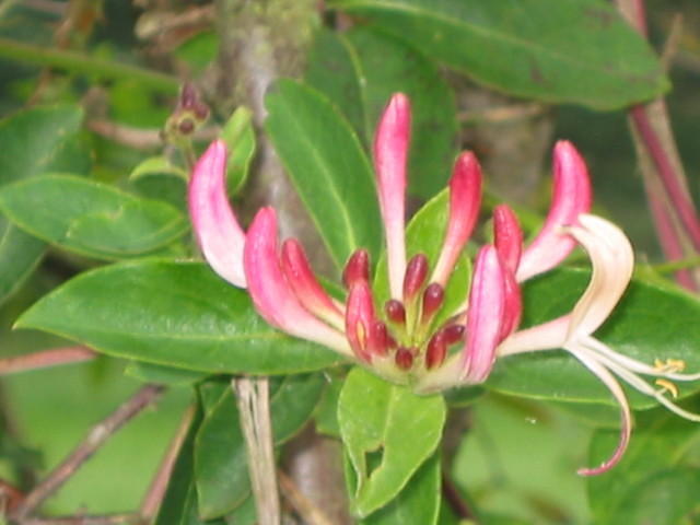 Lonicera periclymenum (wilde kamerfoelie)