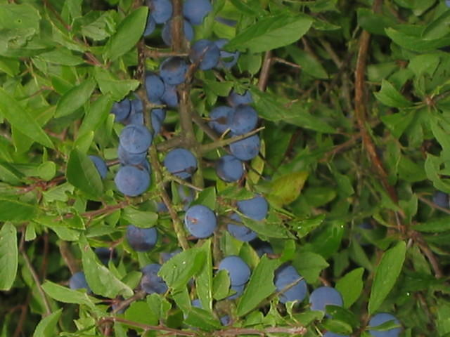 Prunus Spinosa (Sleedoorn)