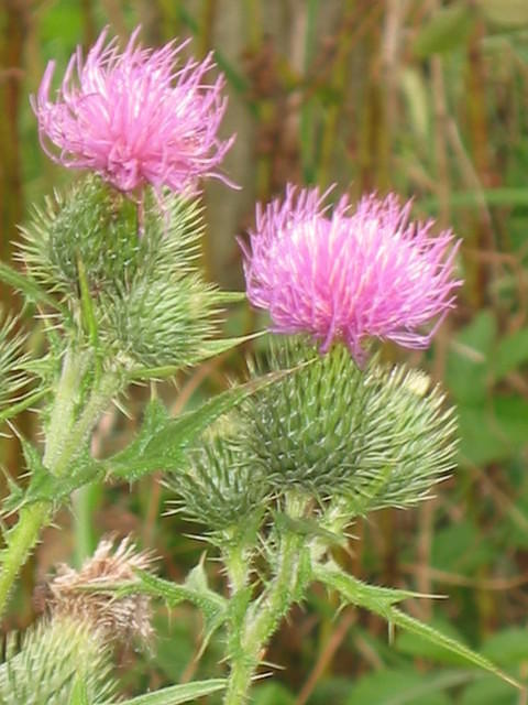 Cirsium vulgare (speerdistel)