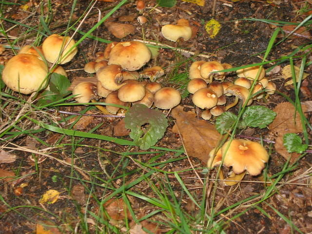 Paddestoelen in de tuin