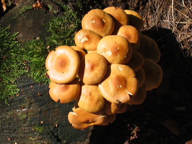 En weer overal paddestoelen