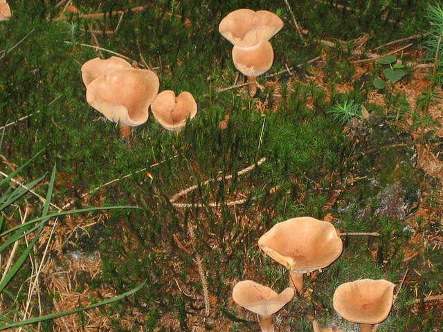 En natuurlijk weer paddestoelen