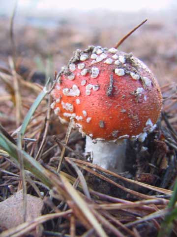 Naam: Vliegenzwam 
Latijn: Amanita muscaria 
Geslacht: Amanita(amanieten) 

Standplaats: deze makkelijk herkenbare, algemeen