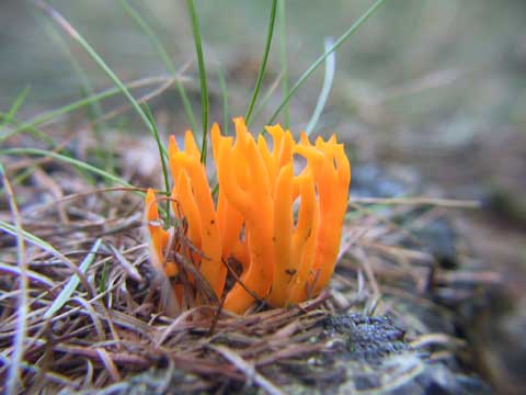 Naam: Kleverig koraalzwammetje 
Latijn: Calocera viscosa 
Geslacht: Calocera(trilzwammen) 

Standplaats: algemeen voorkomend