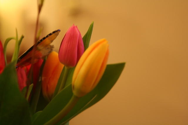 Tulpen