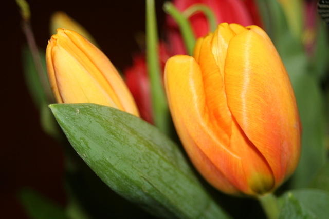 Tulpen