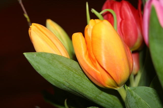 Tulpen