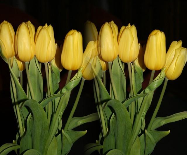 Tulpen