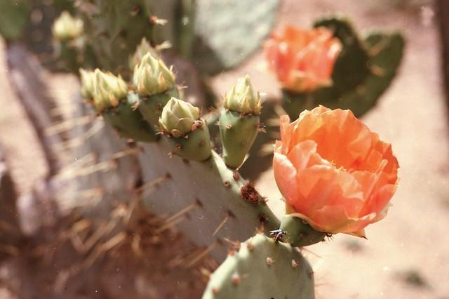 Botanische tuinen rosas