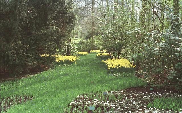 Keukenhof2.jpg