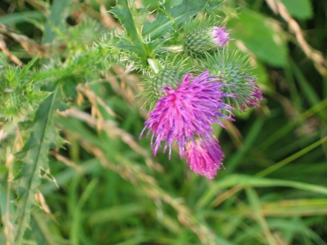 Distel