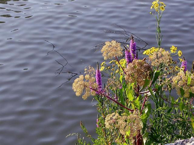 Wild flowers