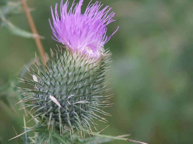 distel