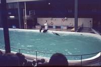 Dolfinarium