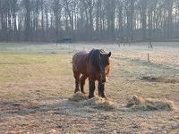 A retired horse...