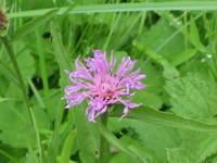 Centaurea Jacea (echt knoopkruid)