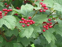 Viburnum opulus (Gelderse roos)