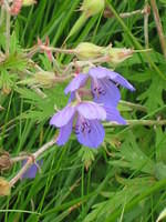 Geranium Sylvaticum(Bosooievaarsbek)