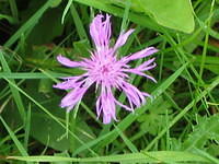 Centaurea Jacea (echt knoopkruid)