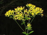 Senecio fuchsii (schaduwkruiskruid)