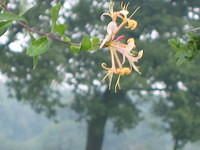 Lonicera periclymenum (wilde kamerfoelie)