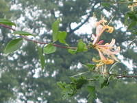 Lonicera periclymenum (wilde kamerfoelie)