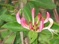 Lonicera periclymenum (wilde kamerfoelie)