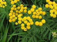 Tanacetum vulgare (Boerenwormkruid)