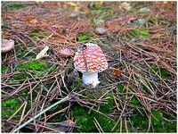 Naam: Vliegenzwam 
Latijn: Amanita muscaria 
Geslacht: Amanita(amanieten) 

Standplaats: deze makkelijk herkenbare, algemeen