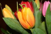 Tulpen