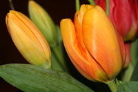 Tulpen