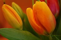 Tulpen