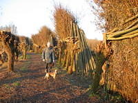 Biesbosch