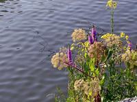 Wild flowers